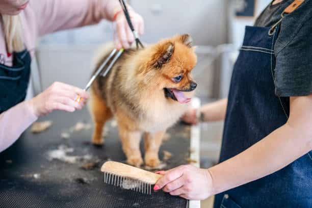 A small dog getting groomed on a table by two dog groomers.